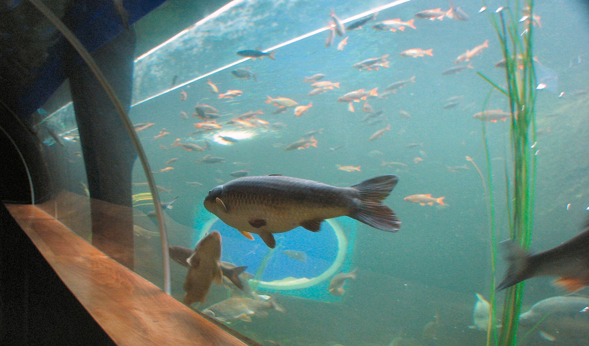 Aquarium of the Lakes